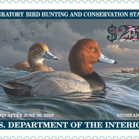 Federal Duck Stamp Gallery U.S. Fish Wildlife Service